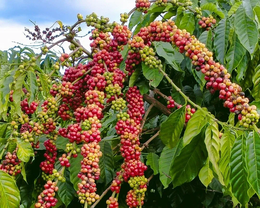 Cà phê thế giới hồi, Tây Nguyên vẫn chưa hưởng lợi
