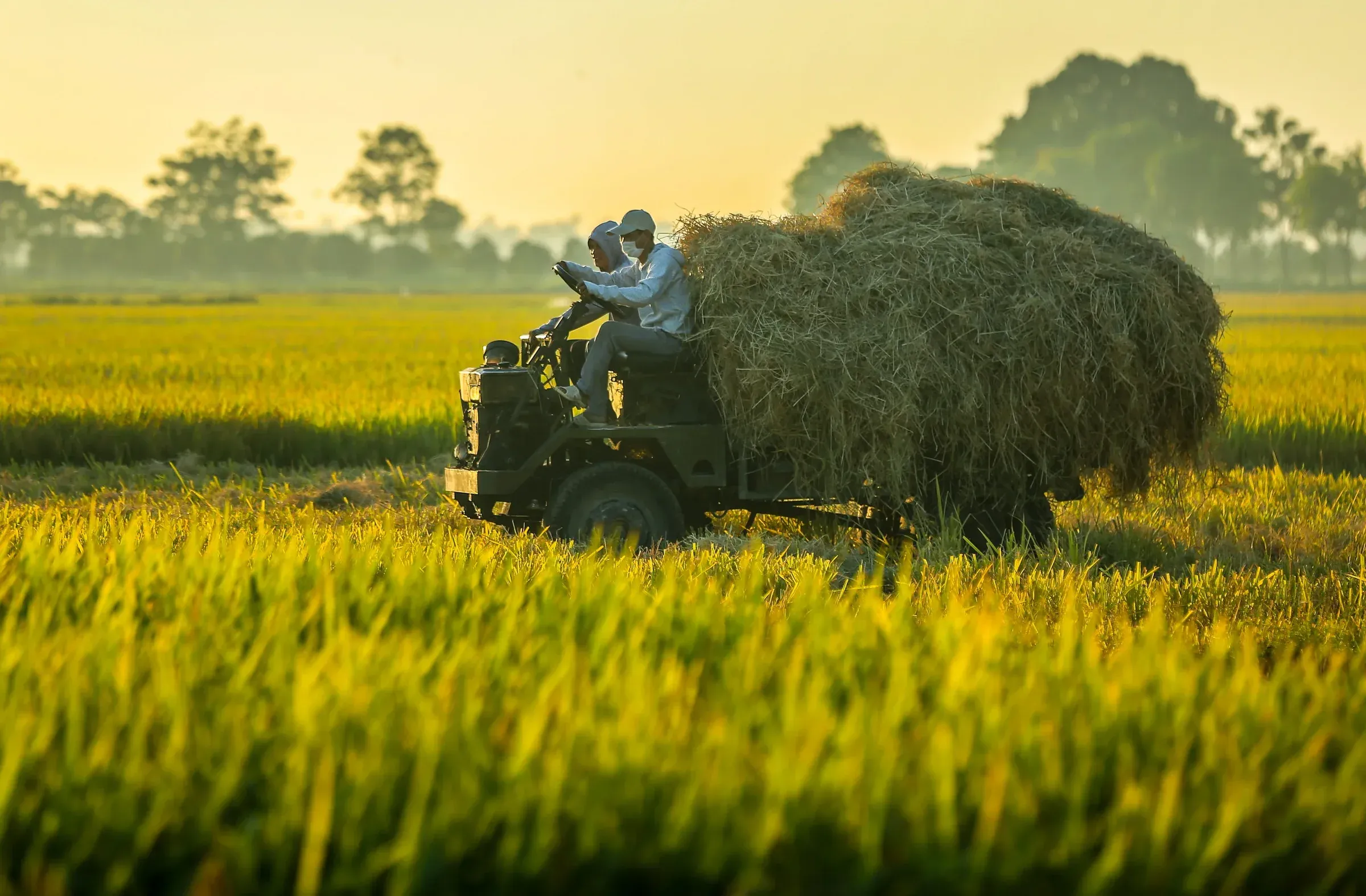 Giá gạo tăng 10,7% một tuần: ba kịch bản cho cổ phiếu gạo