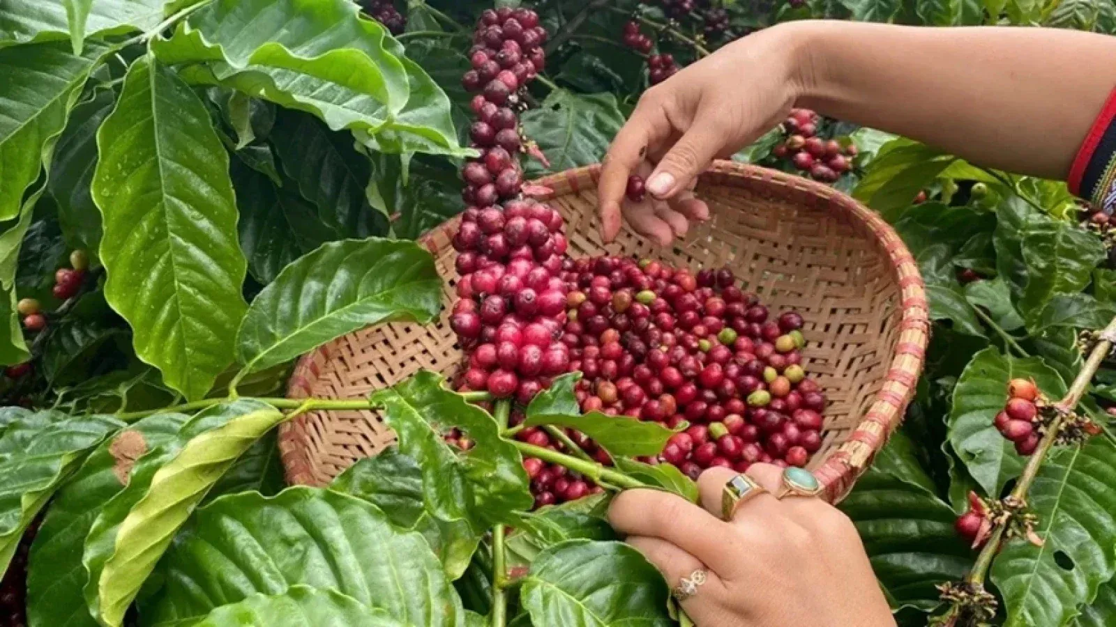Giá cà phê rời mốc 90.000 đồng, chưa phải bán tháo