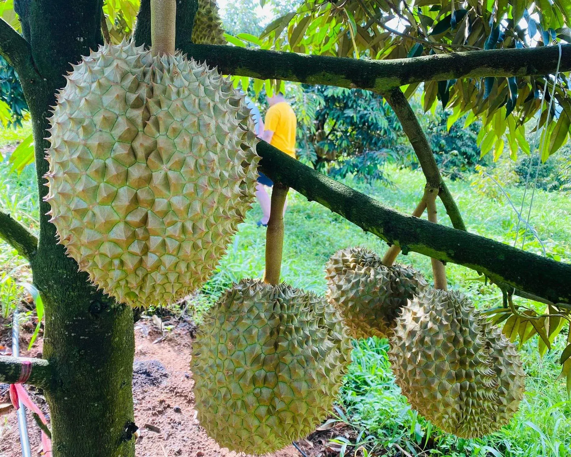 Vườn sầu riêng HAGL — khoảng 80% diện tích dự kiến cho thu hoạch trong 2026