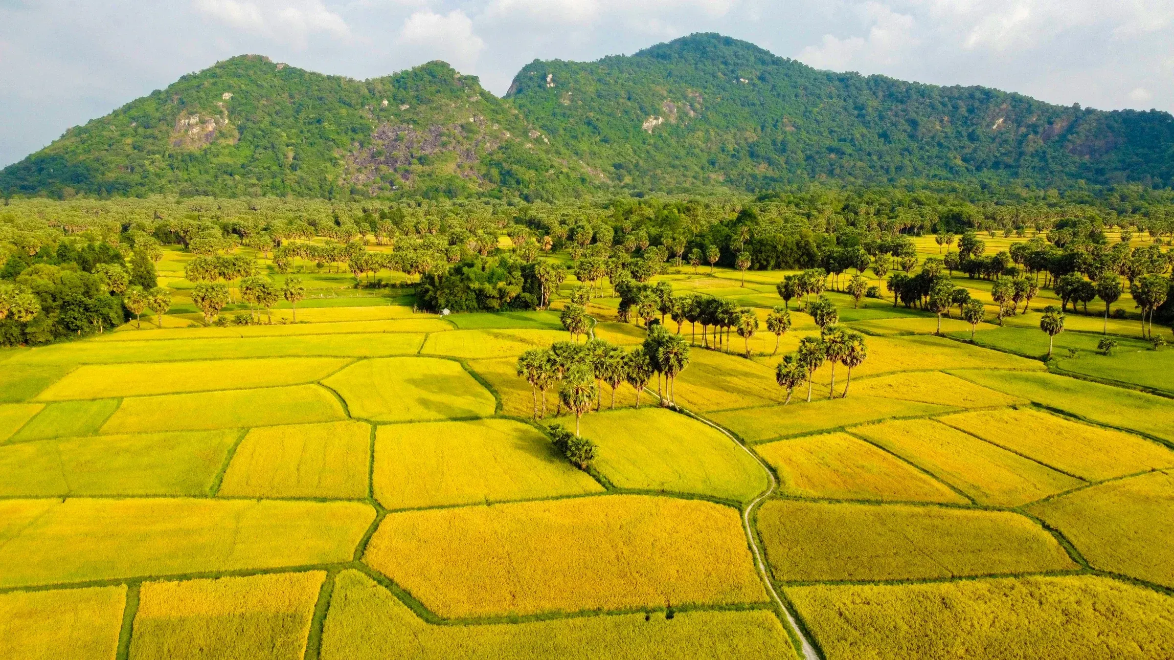 Cánh đồng lúa chín vàng ở Đồng bằng sông Cửu Long