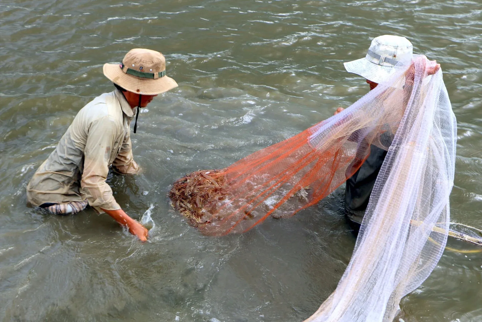 Dây chuyền chế biến tôm tại nhà máy Minh Phú