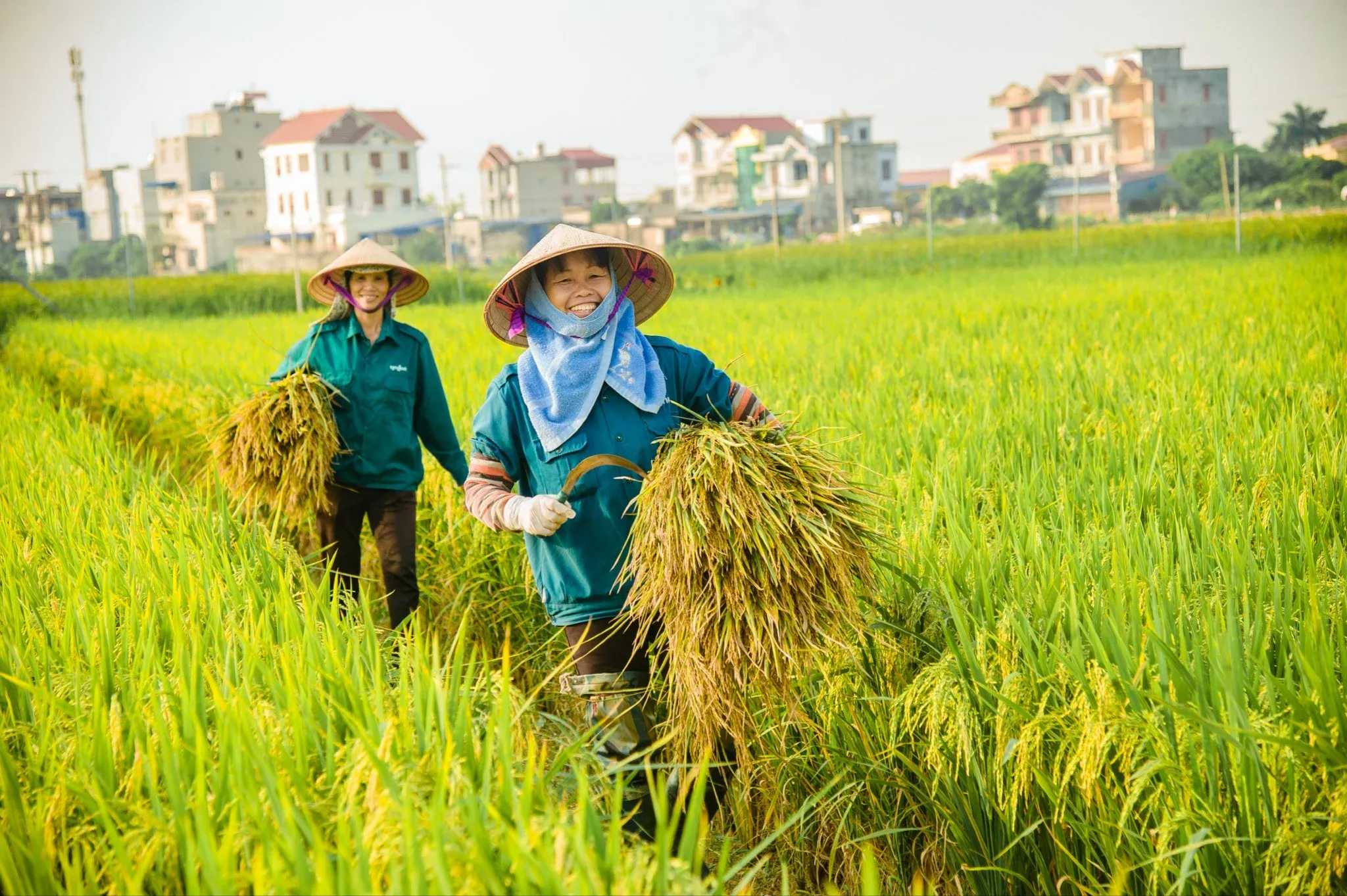 Vùng nguyên liệu và truy xuất nguồn gốc