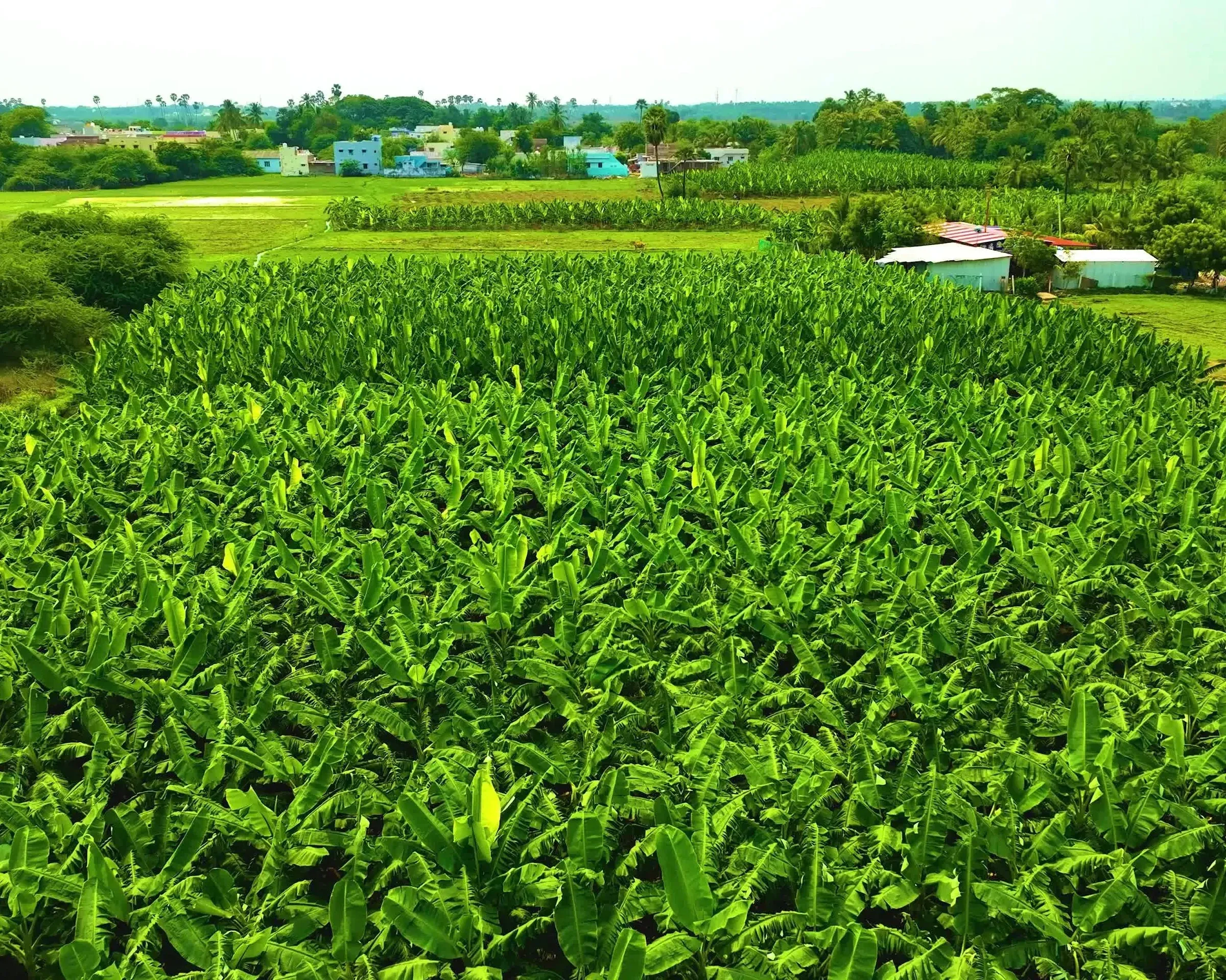 Vườn chuối quy mô công nghiệp của HAGL — mảng trái cây chiếm 78% tổng doanh thu 2025